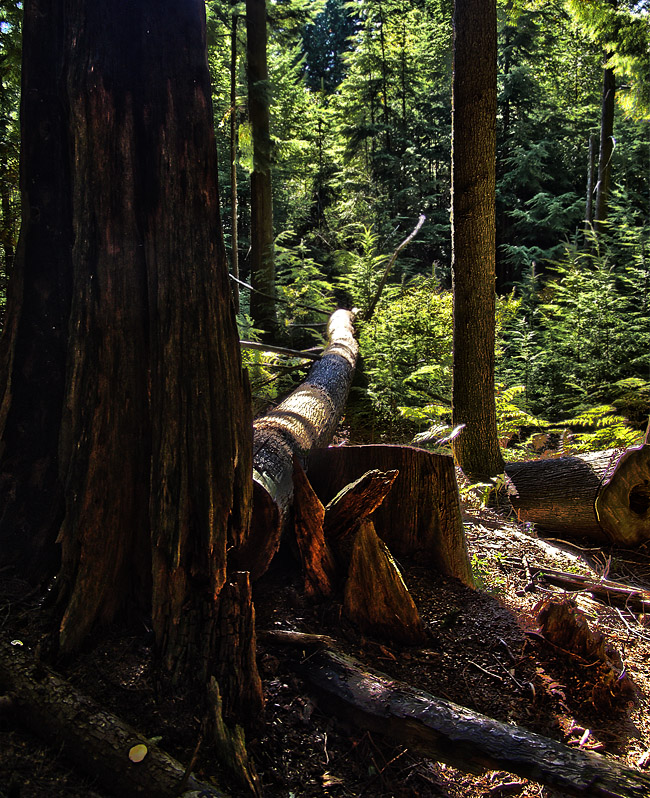 HDR photo of North Shore rainforest on Grouse Mountain in Vancouver