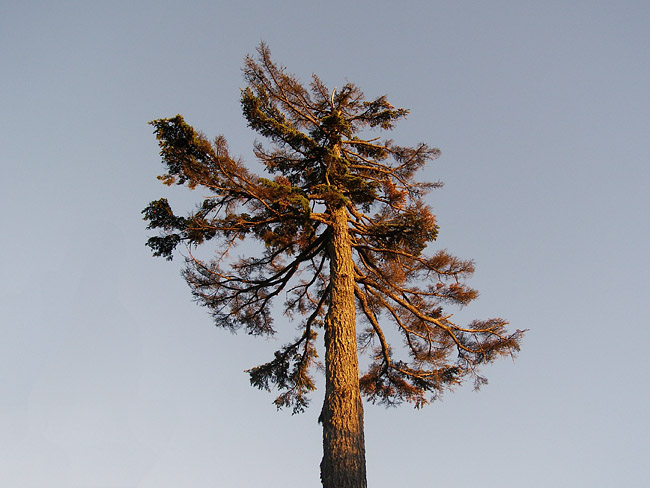 Tree from below at Grouse Mountain
