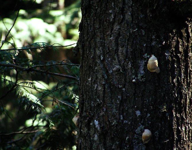 A tree-growing funghi at Lynn Canyon on Vancouver's North Shore