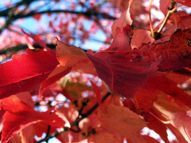 Red autumn leaves in Revelstoke