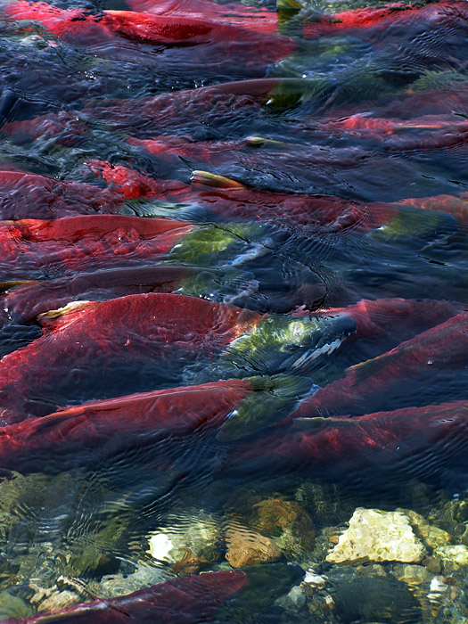 Red and green swimming salmon