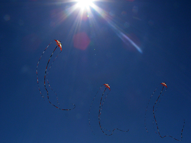 Kites in front of a lensflare from the sun