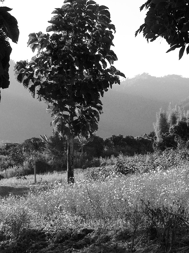 Tree in a field near Pai