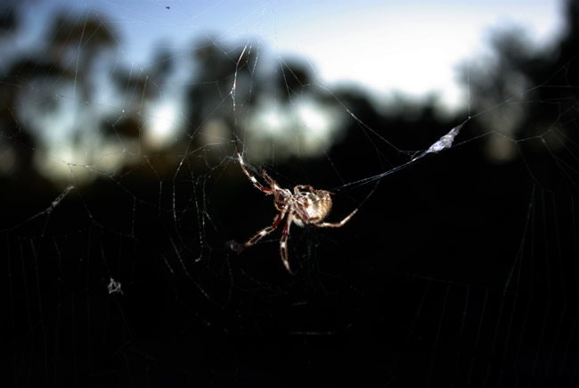Orb-weaving spider silhouetted against a sunset in Adelaide, South Australia