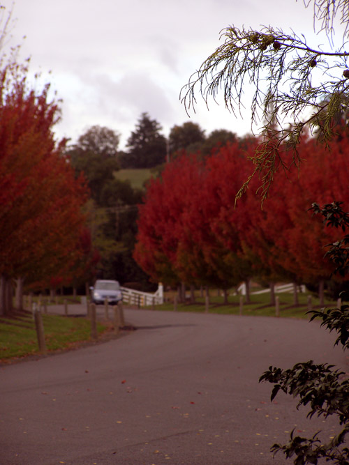 Autumn foliage driveway