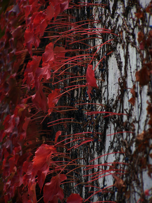 Autumnal wall foliage